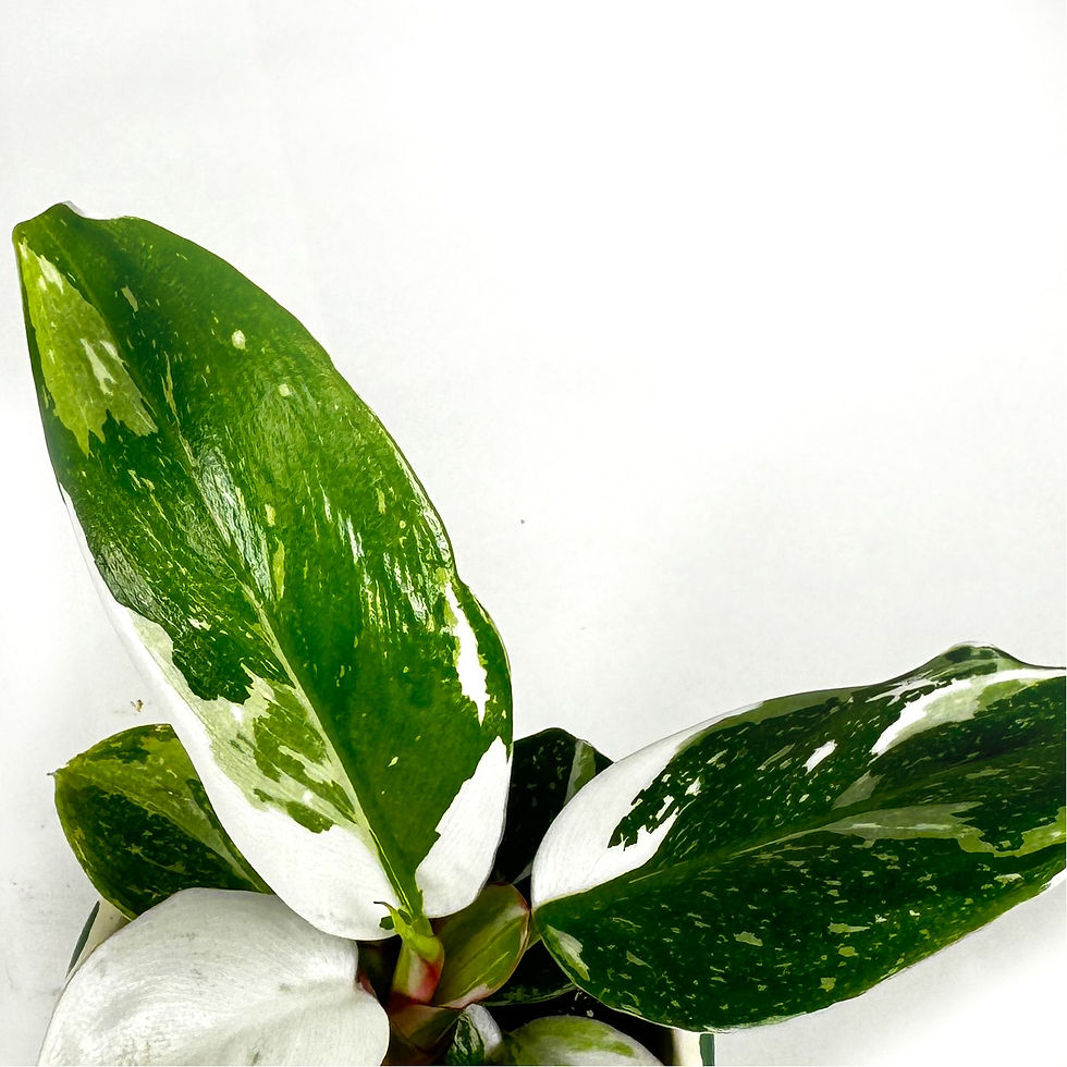 Thumbnail: Philodendron White Princess Variegated Houseplant, 6cm Pot