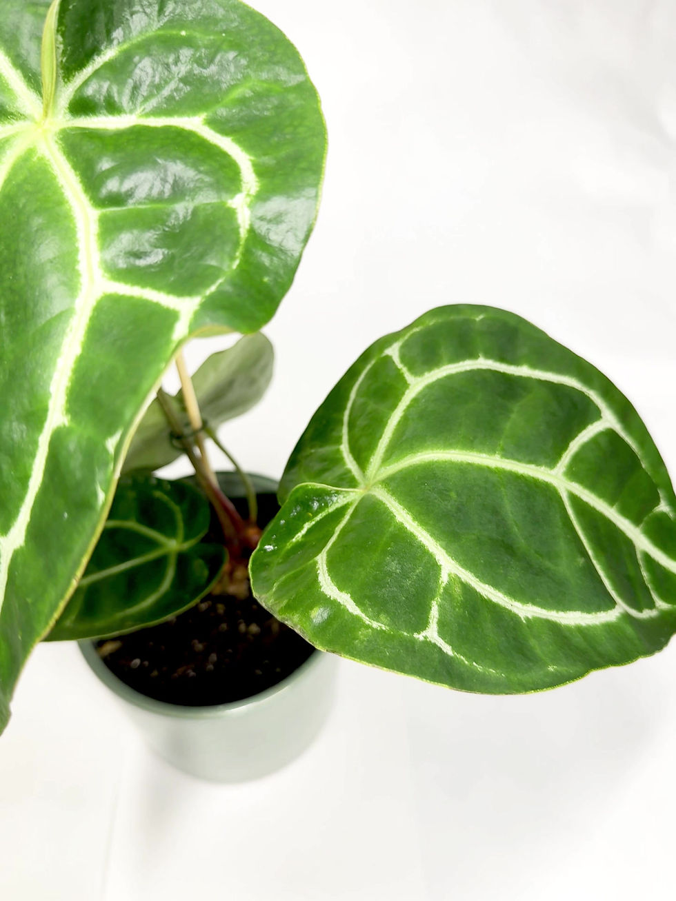 Thumbnail: Anthurium Magnificum