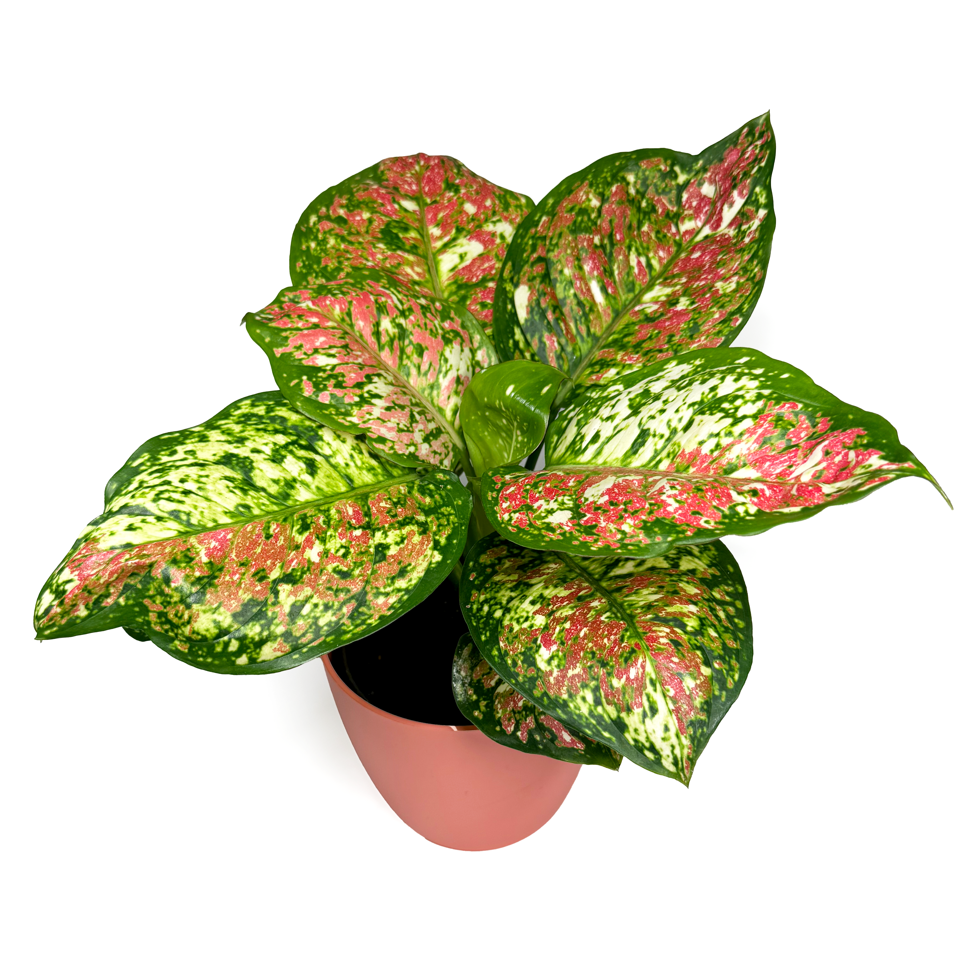 Aglaonema 'Jazzy Red'