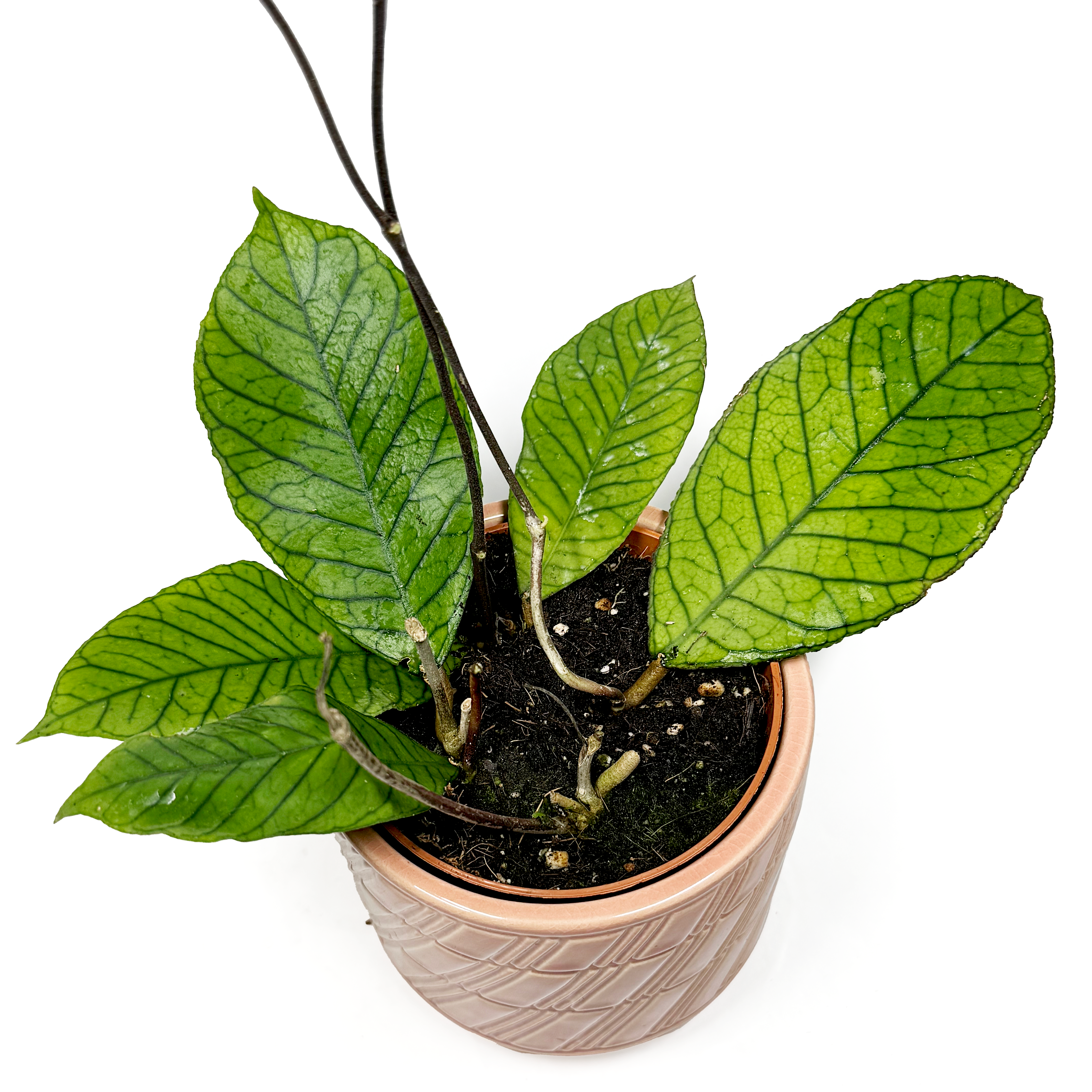 Hoya 'Sabah' 10.5cm