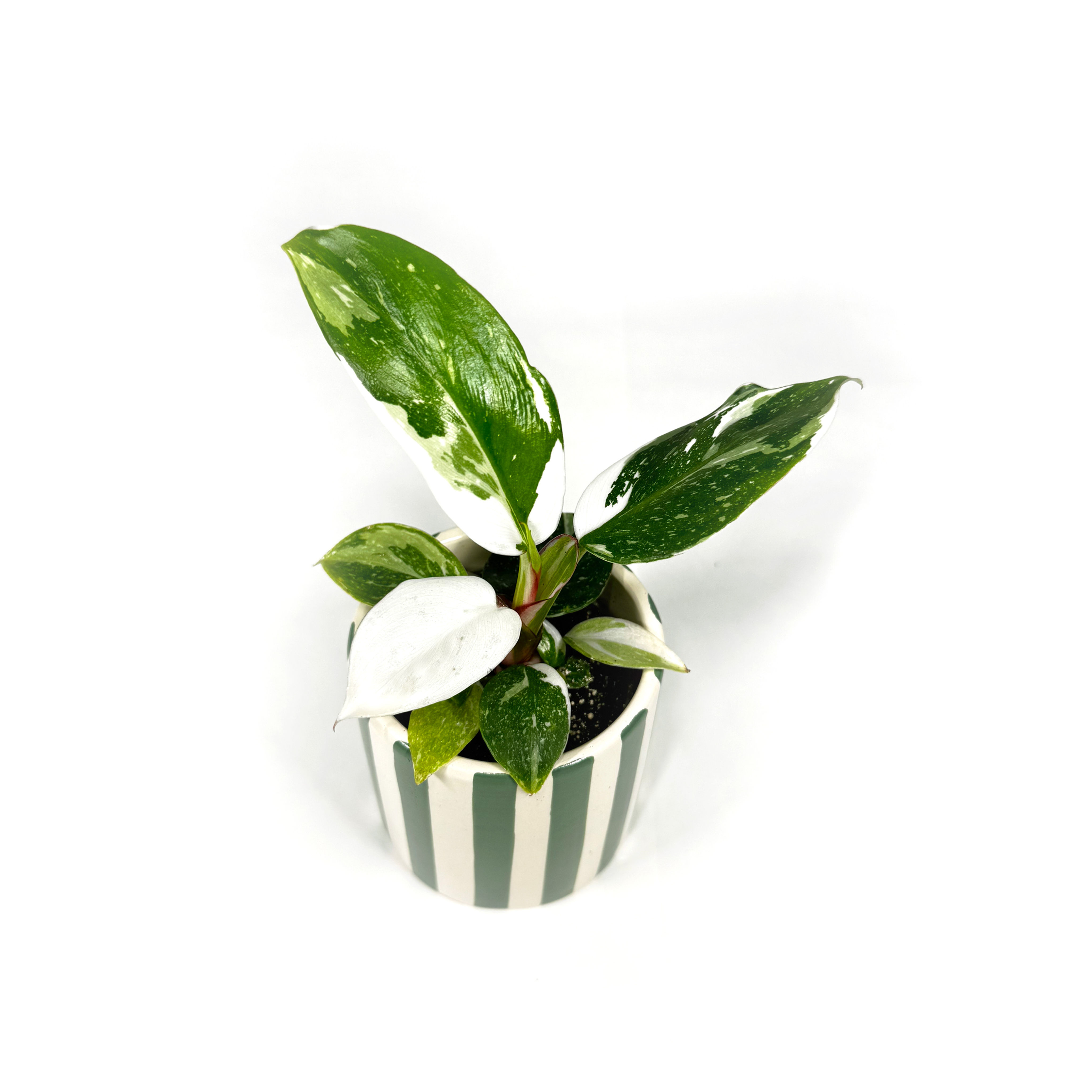Philodendron White Princess Variegated Houseplant, 6cm Pot