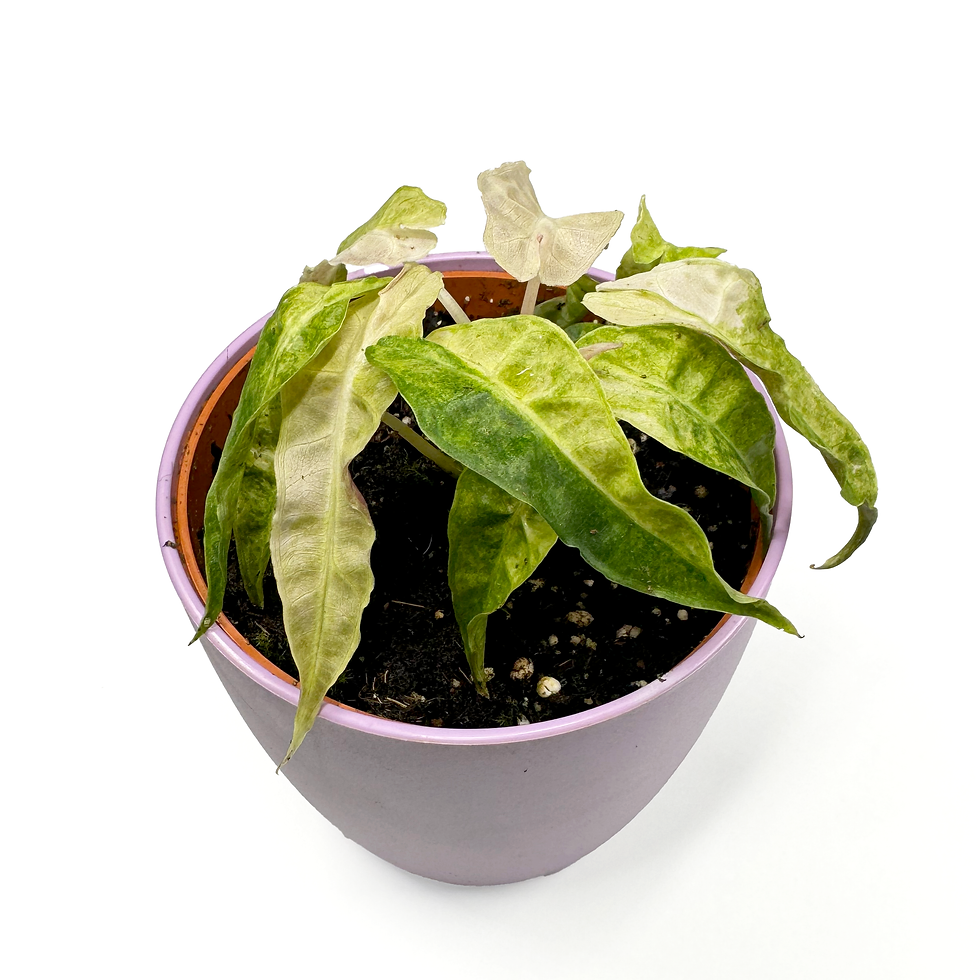 Thumbnail: Alocasia ‘Polly Yellow Variegated’