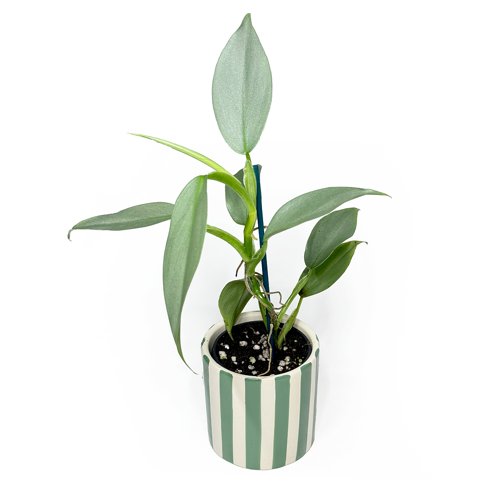 Thumbnail: Philodendron 'Silver Sword Baby