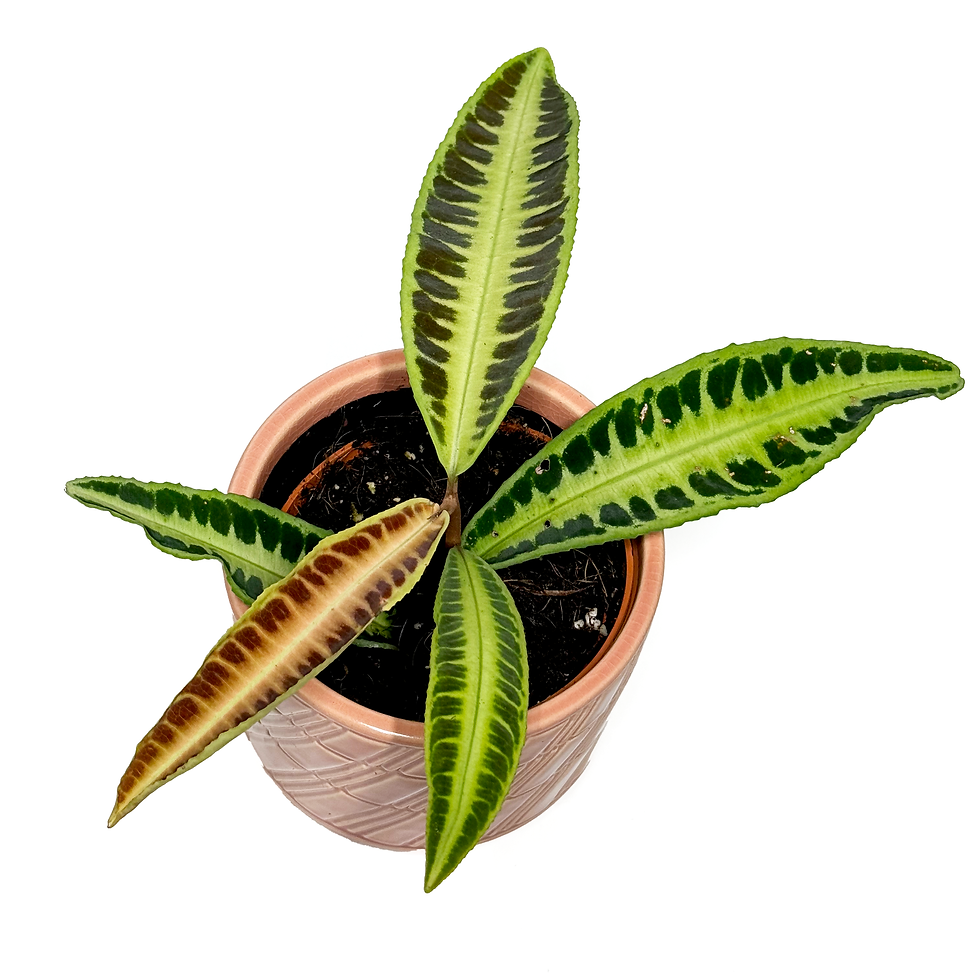 Thumbnail: Labisia 'Jabi Sunrise' 10.5cm