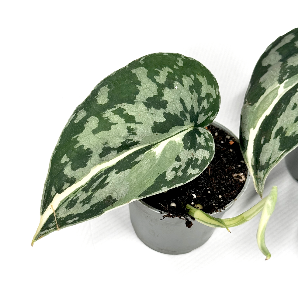 Thumbnail: The Scindapsus 'Mayari' Variegata 6cm