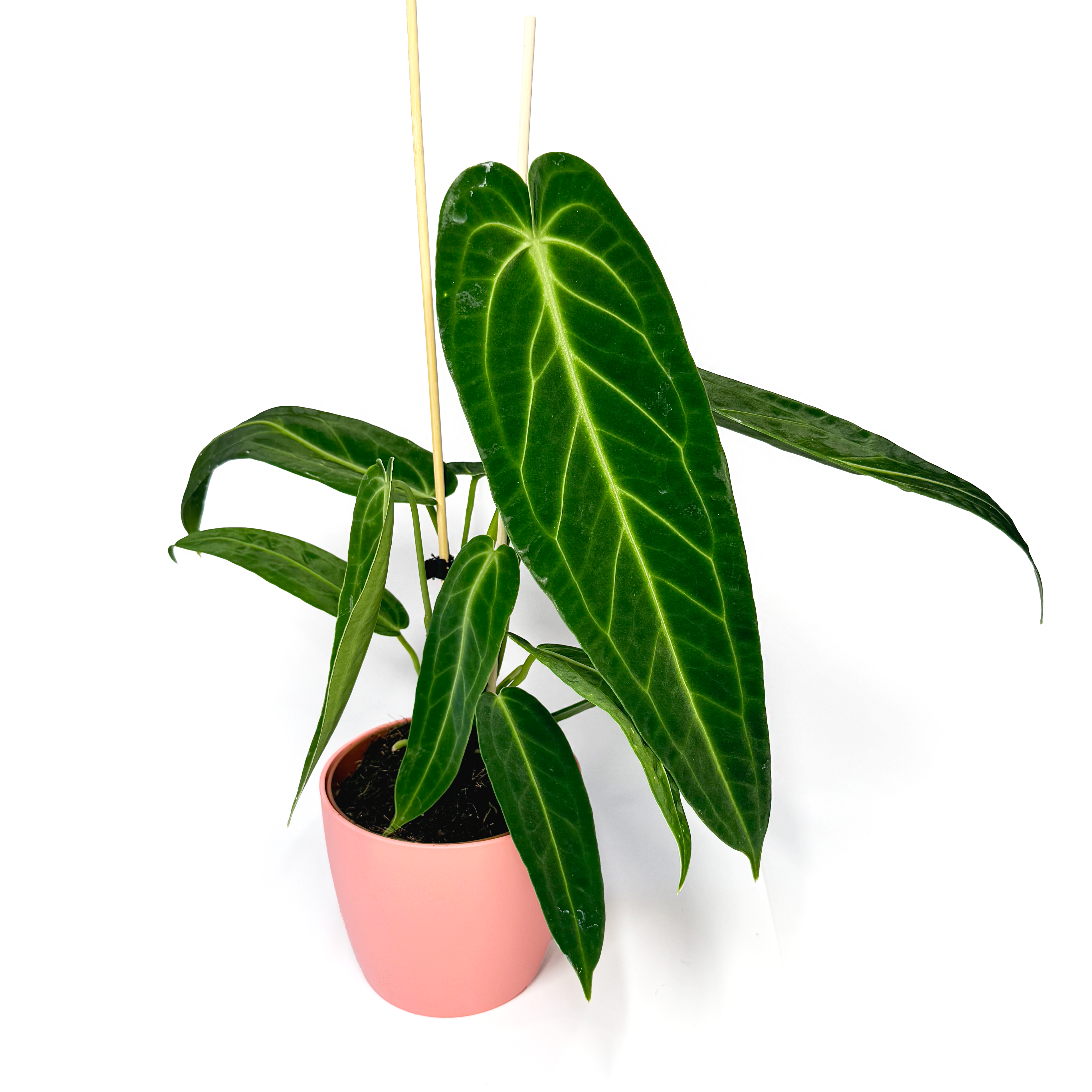 Queen Anthurium Warocqueanum