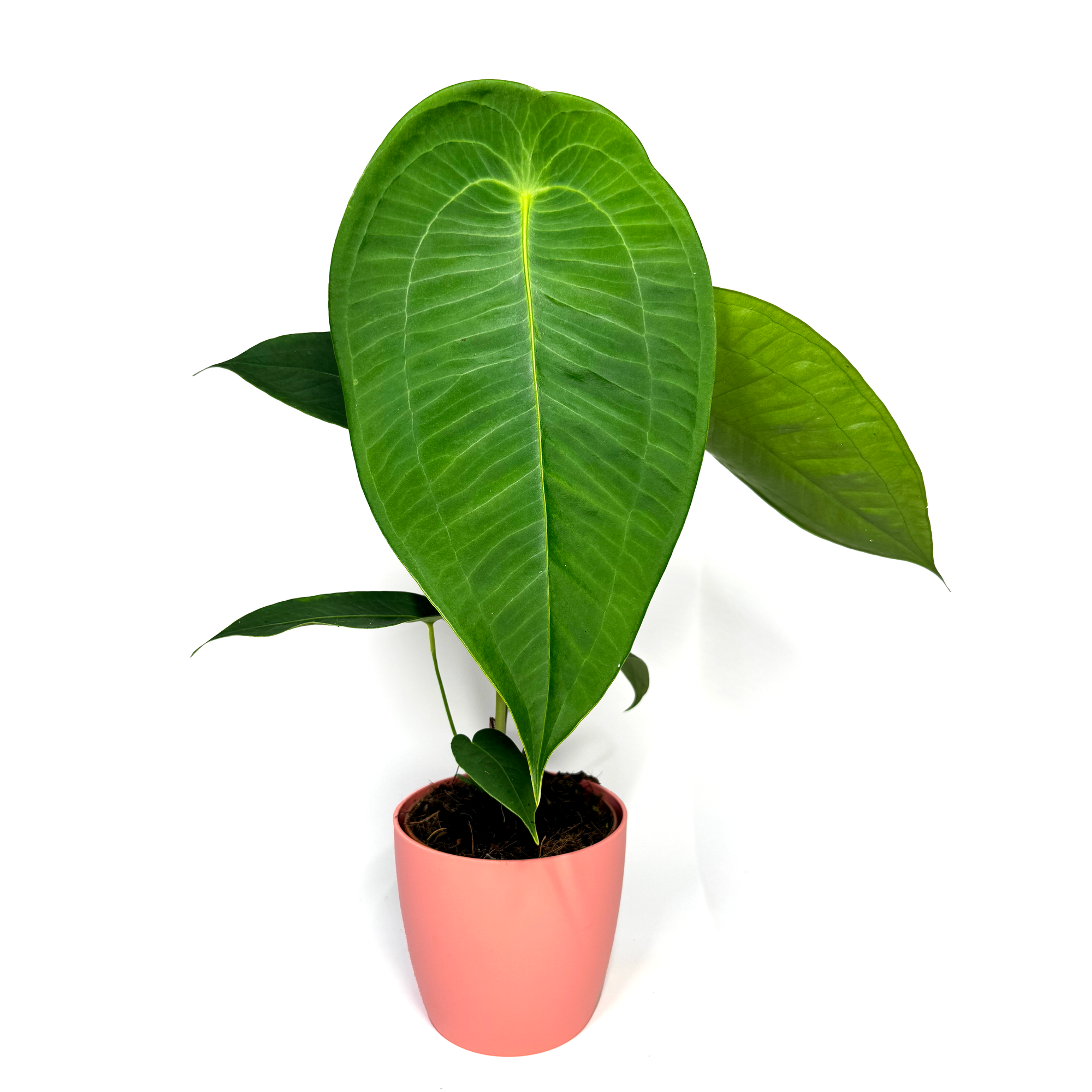 Anthurium 'Peltigerum'