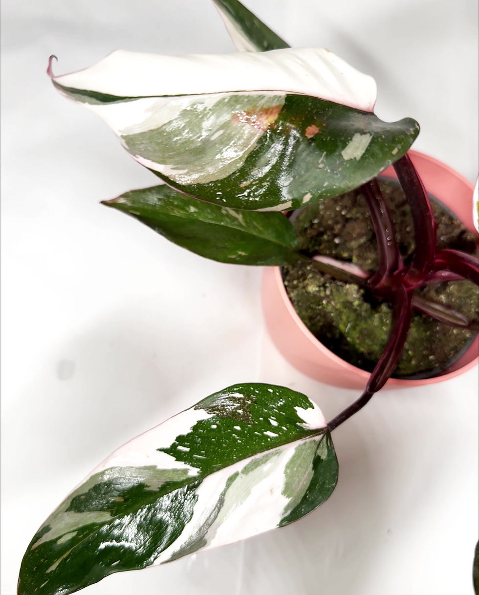 Thumbnail: Philodendron ‘Red Anderson’ LARGE