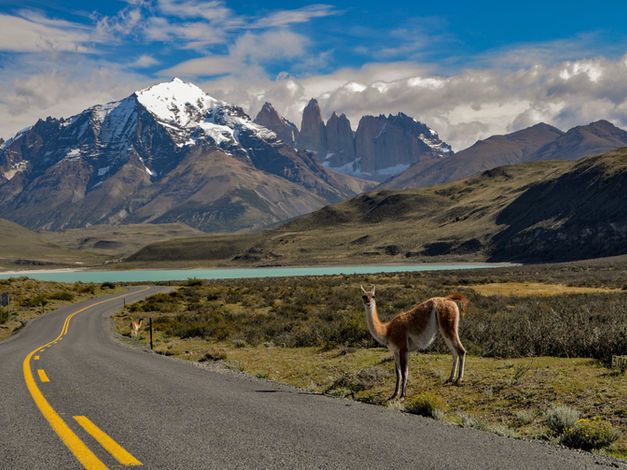 Foto de uma estrada com uma lhama