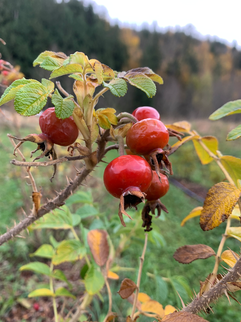 Thumbnail: Elderberry Echinacea Rose Alcohol-Free Tincture