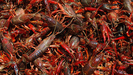            🦞Crawfish Season Has Started🦞