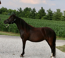 ef42137c1a817d65-photo-full.jpg