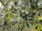 Cultivar Casaliva