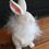 Thumbnail: 7.75 White Feathered Bunny