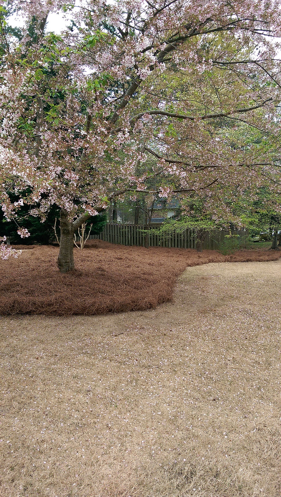 Fresh Pine straw