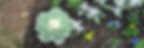Cabbage