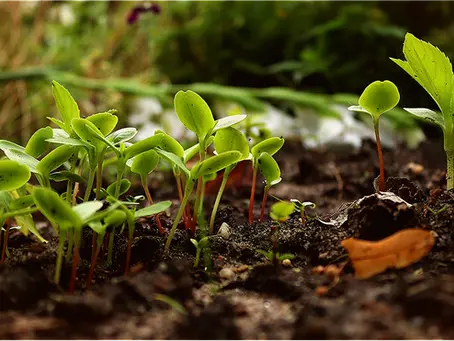 Permaculture