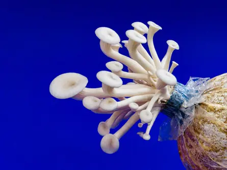 'Plastic-eating' fungi and E-coli bacteria: Could this be a solution to the global waste crisis?