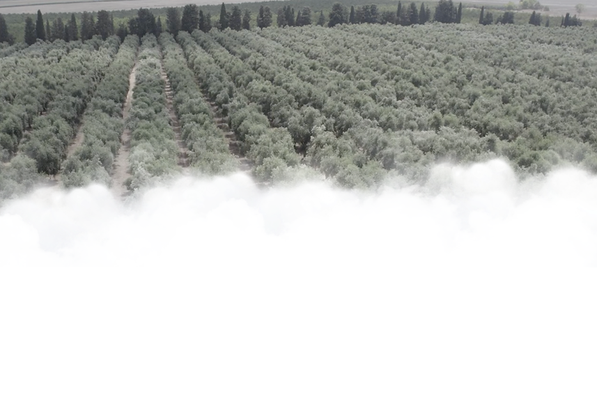 olive grove.png