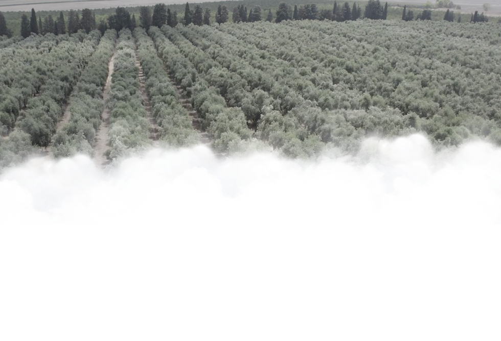 olive grove.png