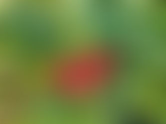 Es wird Herbst……..