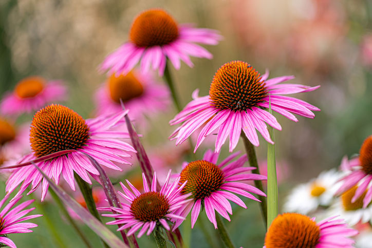 Die Echinacea