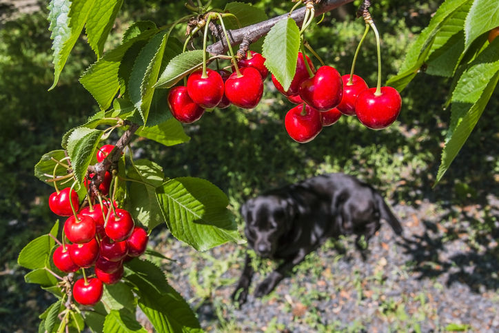 Cherry, cherry doggy  – Kirschen für Hunde