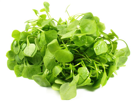 Saisongemüse der Woche: Postelein – kleines Blatt mit großer Wirkung