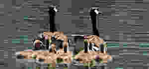 Swimming may  help high blood pressure patients