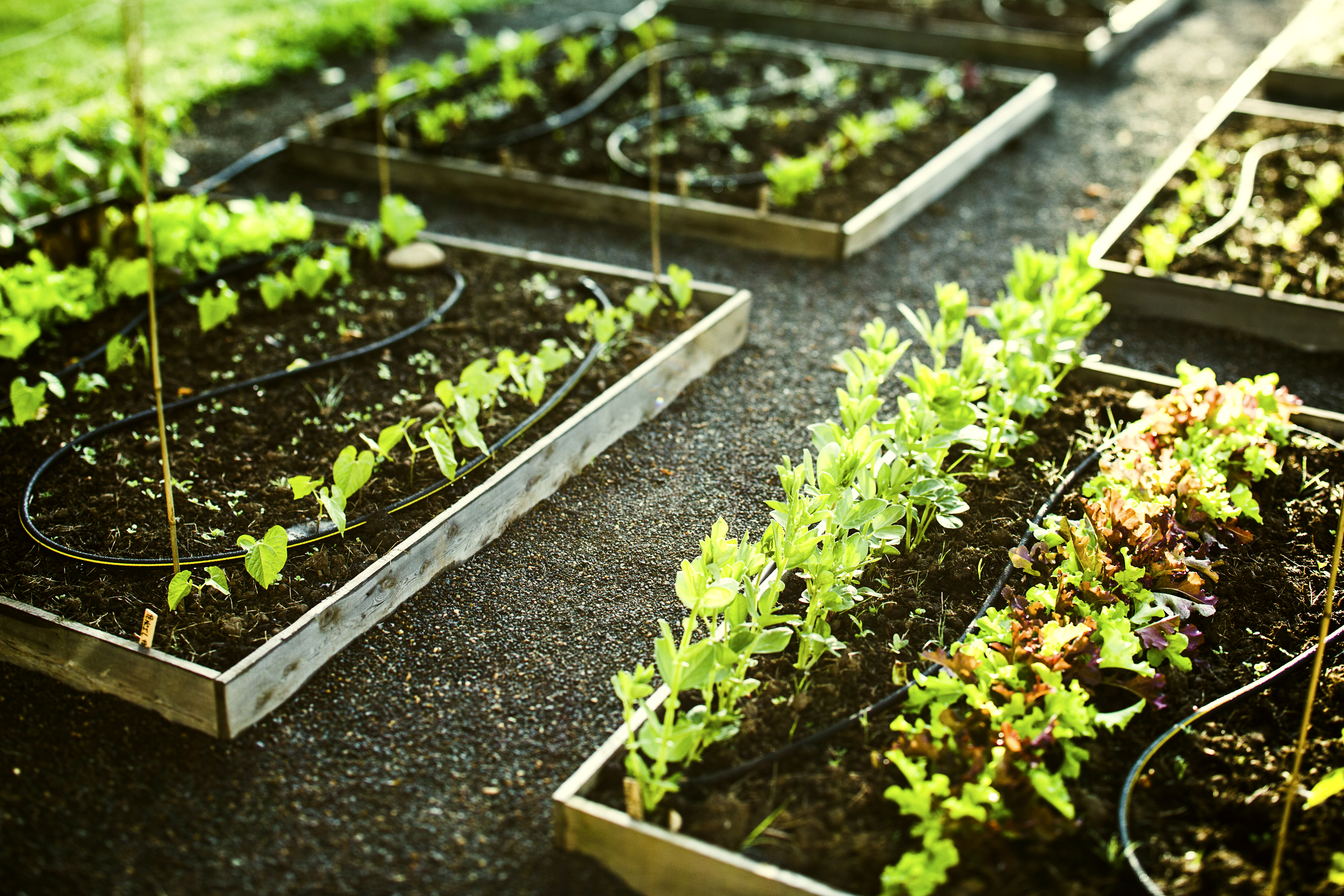 Plant Beds for growing food. 