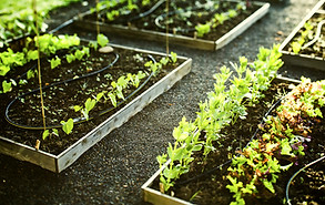 Gardening