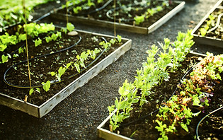 Gardening