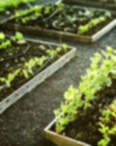 jardinage