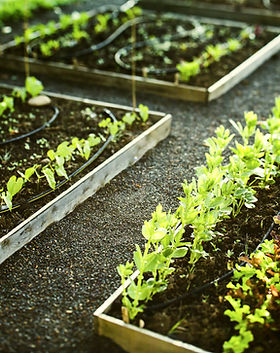 Gardening