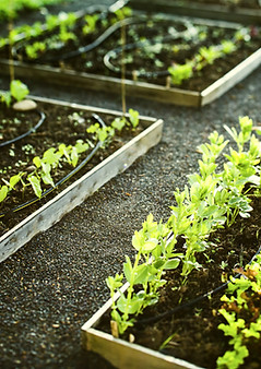 Gardening