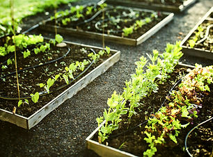 Gardening