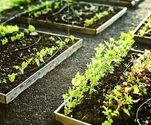 Small raised garden beds with lettuces