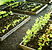 Gardening