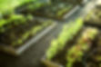 Gardening