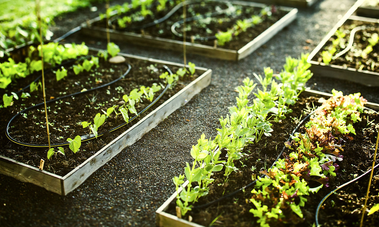 jardinagem