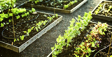 Gardening