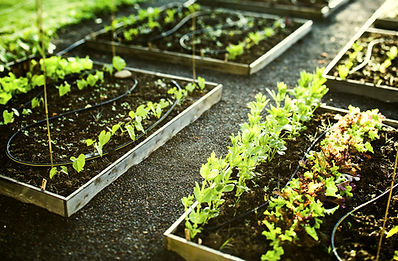 Gardening