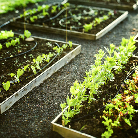 Hamilton Community Garden