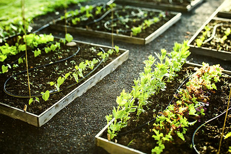 Raised garden beds