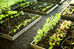 East Bay Renters: Are You Ready to Buy a Home and Grow Your Own Fruits and Veggies in Your Backyard?