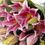 Miniatura: BOUQUETS LILIUM ORIENTAL