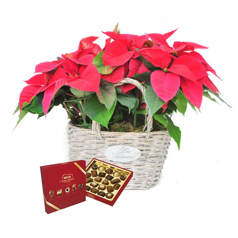 Bolsa Poinsettia&Bombones