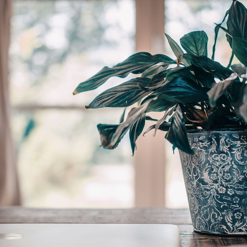 A potted plant on a table in front of a window.
