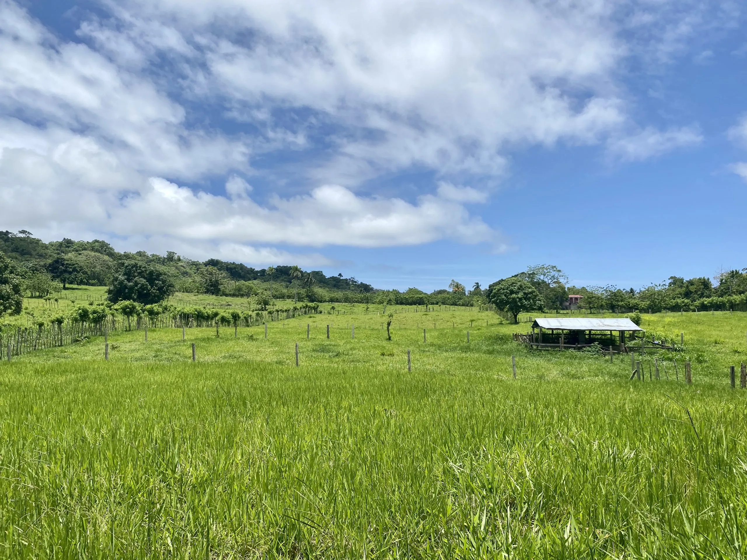 pura-vida-tropical-real