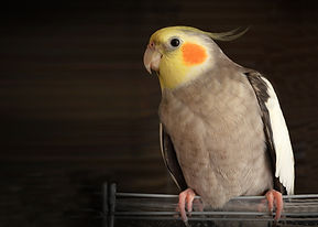 Domestic Parrot - bird feed available from feedability pet supplies, read our pet store blog